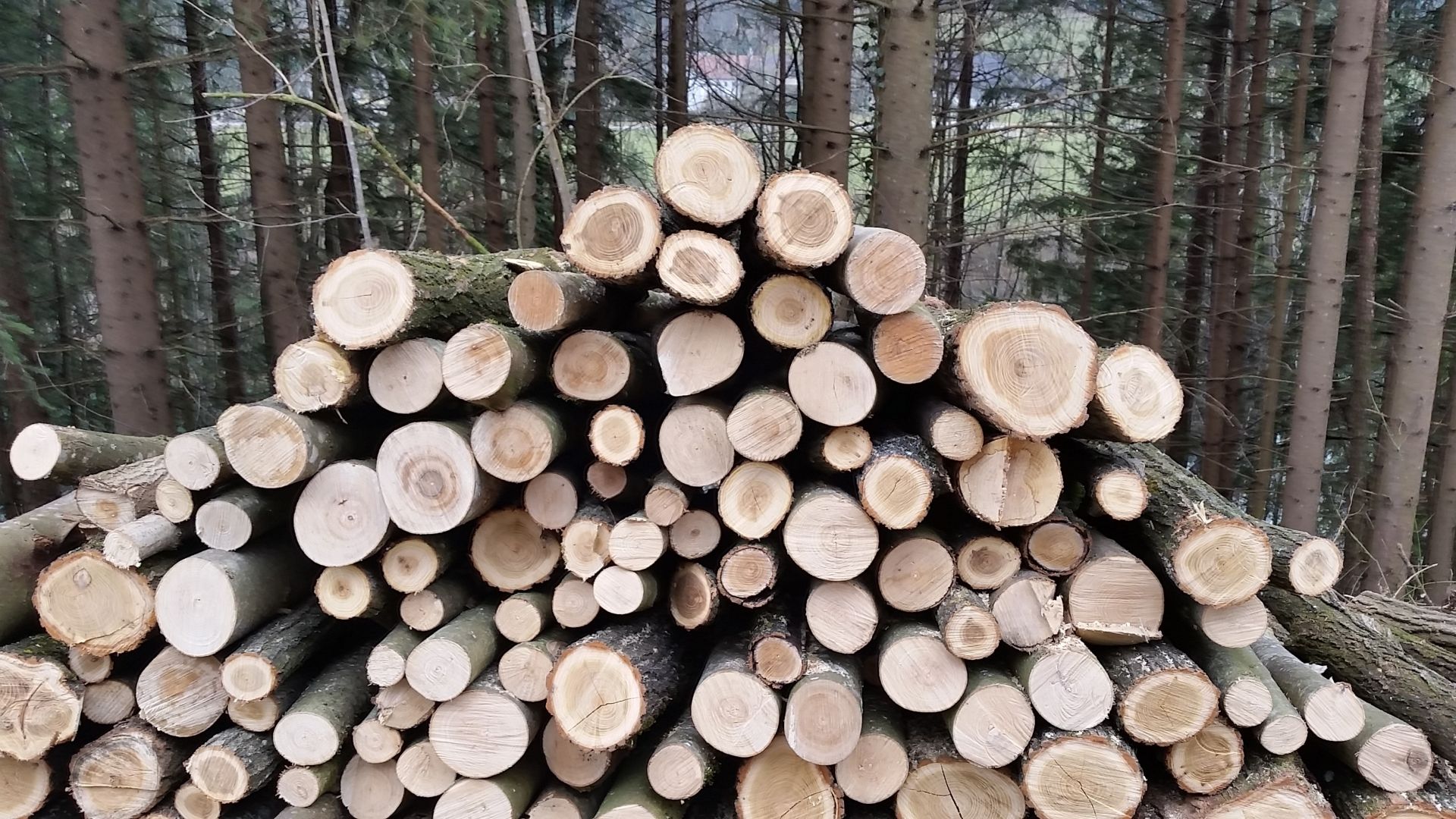 1,5 stères de bois de chauffage châtaignier acacia sec bûches de
